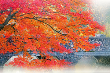 autumn maple and stone bridge in fog, milham park, kalamazoo, michigan, usa