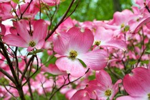 Pink Cornus Florida Rubra Tree Also Known As Pink Flowering Dogwood Tree