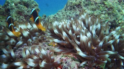 Wall Mural - Nemo clown fish in the anemone on the colorful healthy coral reef. Anemonefish nemo couple swimming underwater. Red Sea 4K