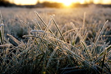 Frost On The Grass. Ice Crystals On Meadow Grass Close Up. Nature Background.Grass With Morning Frost And Yellow Sunlight In The Meadow, Frozen Grass On Meadow At Sunrise Light. Winter Frosty Backgrou