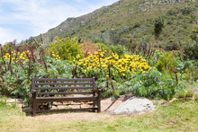Bench In Kirstenbosch Botanical Garden On The Slopes Of Table Mountain, Cape Town,  In Fynbos Habitat With Pincushion Proteas And Honey Bush
