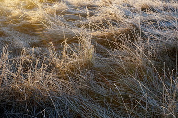 Wall Mural - Frost on the grass. Ice crystals on meadow grass close up. Nature background.Grass with morning frost and yellow sunlight in the meadow, Frozen grass on meadow at sunrise light. Winter background