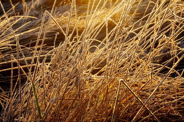 Wall Mural - Frost on the grass. Ice crystals on meadow grass close up. Nature background.Grass with morning frost and yellow sunlight in the meadow, Frozen grass on meadow at sunrise light. Winter background