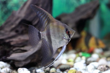 Wall Mural - Pterophyllum scalare. Scalaria swims in the interior of the aquarium