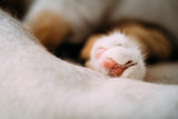 Fototapeta Łazienka - Extremely cute cat sleeping on the cat tree with pink fluffy hairy paw