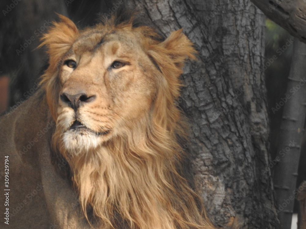 Lion is lying on the grass resting under a tree in forest. lion and ...