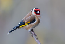 GORT ゴールドフィンチ 鳥 フィギュリン 米国製 GORT ゴールドフィンチ 鳥 フィギュリン 米国製 GORT ゴールドフィンチ