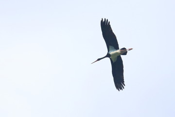 Poster - black stork