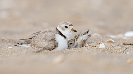 Wall Mural - a hatchling piping plover seeks shelter under its mother.