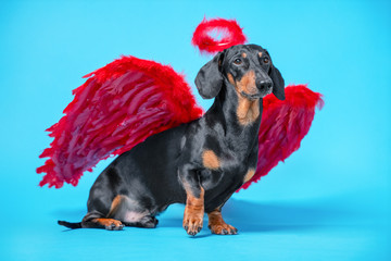 Cute black and tan dachshund sitting on bright blue background with crimson red feathered wings on the back and halo under the head. Pretty real angel dog.