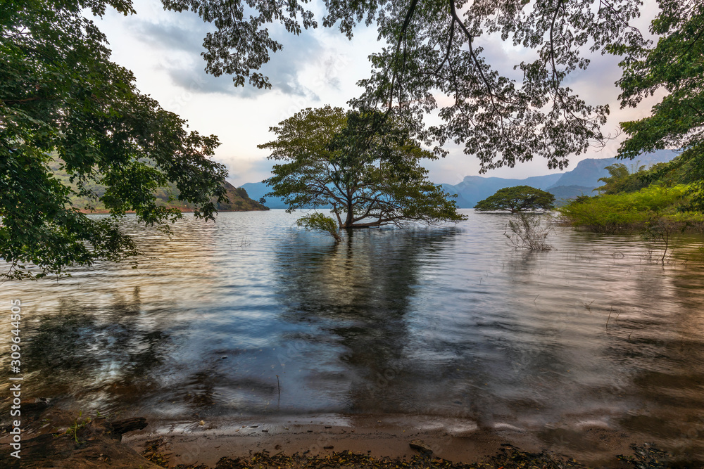 A Tree inside Aliyar Reservoir Tamil Nadu India. Stock Photo | Adobe Stock