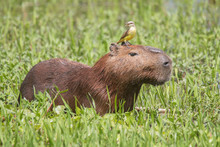 Capybara With A Bird On The Head In The Pantanal, Brazil, South America