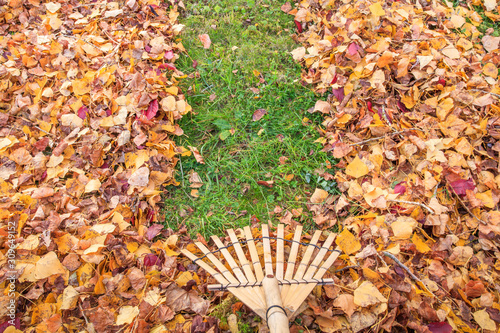 Fotografía Raking fall leaves from lawn in autumn with a bamboo leaf rake