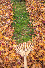 Raking Fall Leaves From Lawn In Autumn With A Bamboo Leaf Rake. France