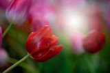 Fototapeta Tulipany - red tulip , group of fresh tulips flower