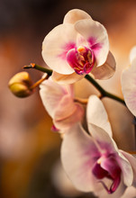 Pink Orchid  Flowers Background Close Up