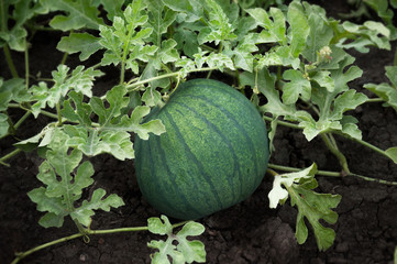 Wall Mural - The young fruit of watermelon growing on the field.