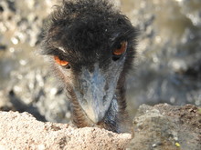 Ostrich Bird Head And Neck Front Portrait In The Park , Closeup Ostrich With Red Eyes And Black Head Amazing View With Detailed View In Closeup. White-tailed Deer Fawn (Odocoileus Virginianus) Walking