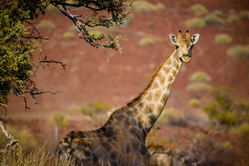 giraffe in namibia africa