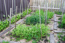 Patches Of Supported Flowering Peas In A Summer Garden