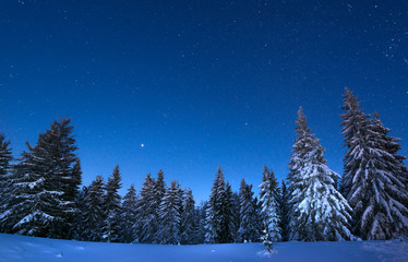 Mesmerizing night landscape snowy fir trees