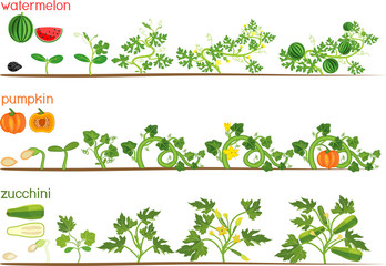 Wall Mural - Set of life cycles of gourd plants. Stages of watermelon, pumpkin, zucchini growth from seed and sprout to harvest isolated on white background