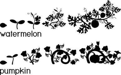 Poster - Silhouette of life cycle of pumpkin and watermelon plants. Growth stages from seeding to flowering and fruit-bearing plant