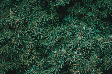 Wall Mural - Christmas fir tree background with copy space. Fir tree branches texture.