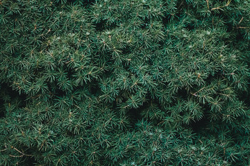 Wall Mural - Christmas fir tree background with copy space. Fir tree branches texture.