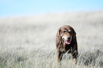 Wall Mural - Old chocolate labrador retriever dog walking.