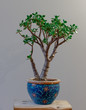 © Matthew - Portrait Shot of a Potted Jade Plant Against a Grey Background