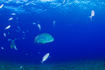 A cubera snapper dominates the water in the company of much smaller fish. This large animal lives on a reef in rad Cayman 