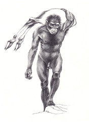 Homo erectus