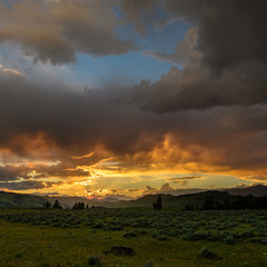 Poster - Golden Hour over Yellowstone Fields