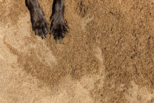 Black Dog Paws On A Sandy Beach