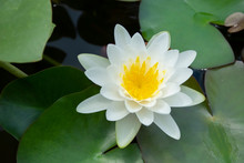 White Lotus Flower In A Pot With Water Parks. See The Beautiful