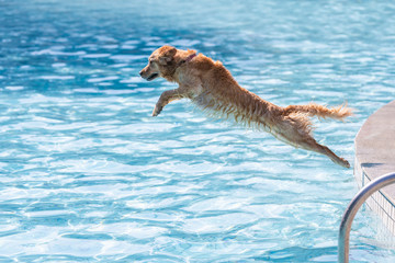 Poster - Golden retriever jumping into swimming pool