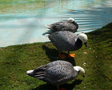 Three Emperor Goose, Also Khown  As  The Painted Goose Close Up.