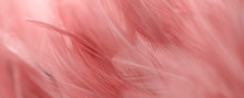 Image Nature Art Of Wings Bird,Soft Pastel Detail Of Design,chicken Feather Texture,white Fluffy Twirled On Transparent Background Wallpaper Abstract. Coral Pink Color Trends And  Vintage.