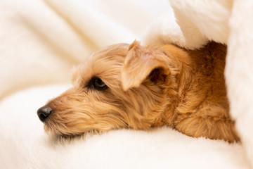  毛布に包まるノーフォークテリア犬