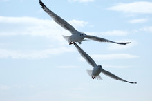 Twin Seagulls Fly On Light Blue Sky