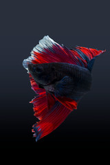 Wall Mural - Siamese fighting fish show the beautiful fins tail. Betta fish red-blue