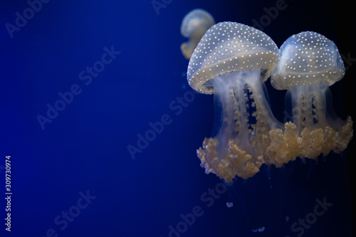 Photographie White-spotted jellyfish floats through water on a blue background