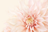 Summer blossoming delicate dahlia, blooming flowers festive background, pastel and soft bouquet floral card, selective focus, toned	