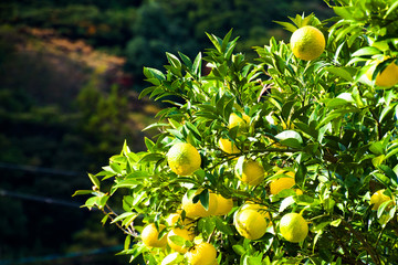 Orange facing the sun