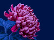 vibrant pink chrysanthemum blossom macro with green leaves on dark blue background in vi8ntage painting style