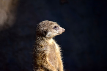 Wall Mural - Watchful Suricata Suricatta Head Portrait