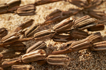 Wall Mural - Dried sesame crop, white sesame 