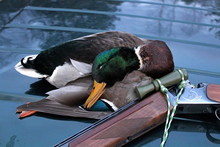 Male Mallard Duck In Mating Plumage, Hunted Using A Wind Decoy And A Hunting Rifle