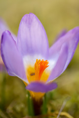 Wall Mural - Crocus, plural crocuses or croci. Iris family